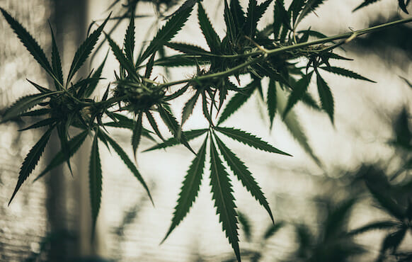 Organic hemp extract and its potential role in cancer care