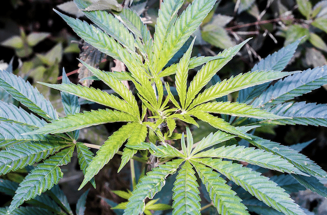 5 Secrets of the Best CBDa Oil Revealed: the Enigma of Terpenes and Flavonoids