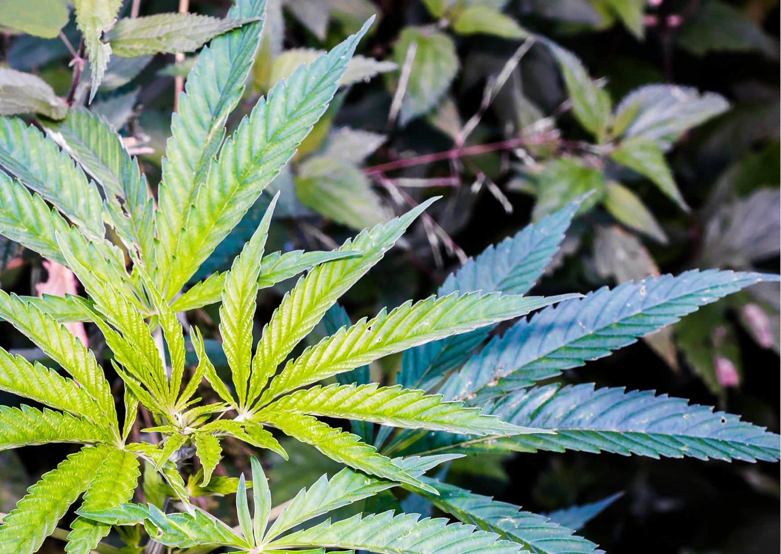 7 Eye-Opening Facts About the Endocannabinoid System and Hemp Oil