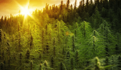 CBD vs THC — Why It's Critical to Understand the Difference