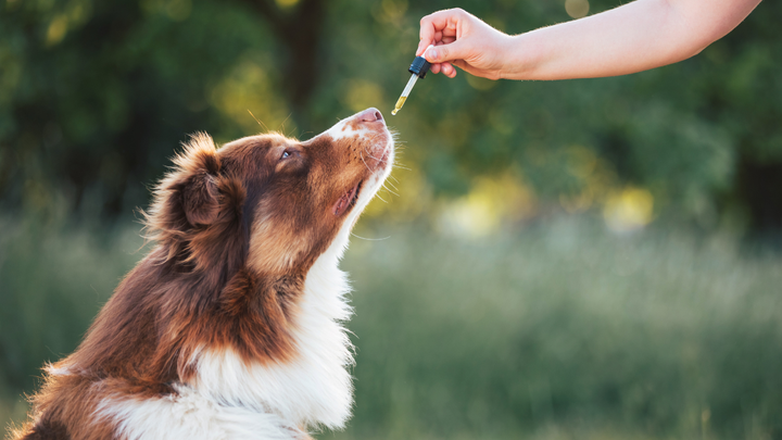A Buyers Guide to CBD for Dogs