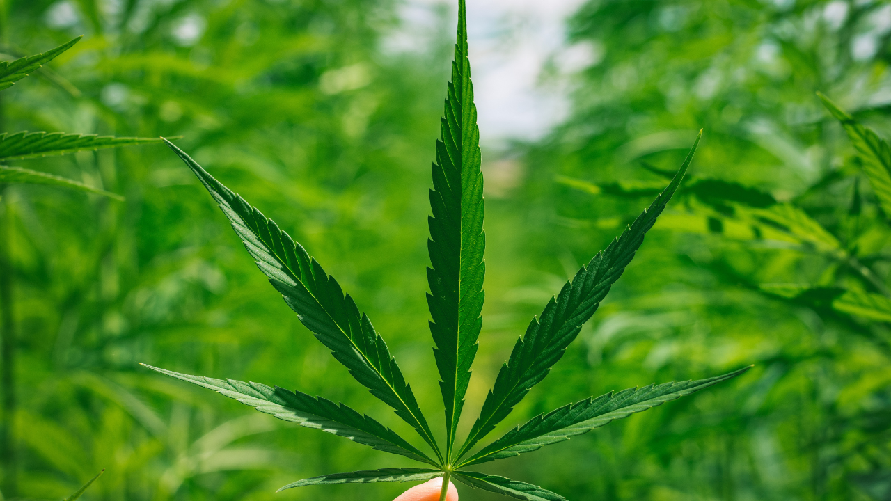 Can You Take CBD Before and After Surgery?