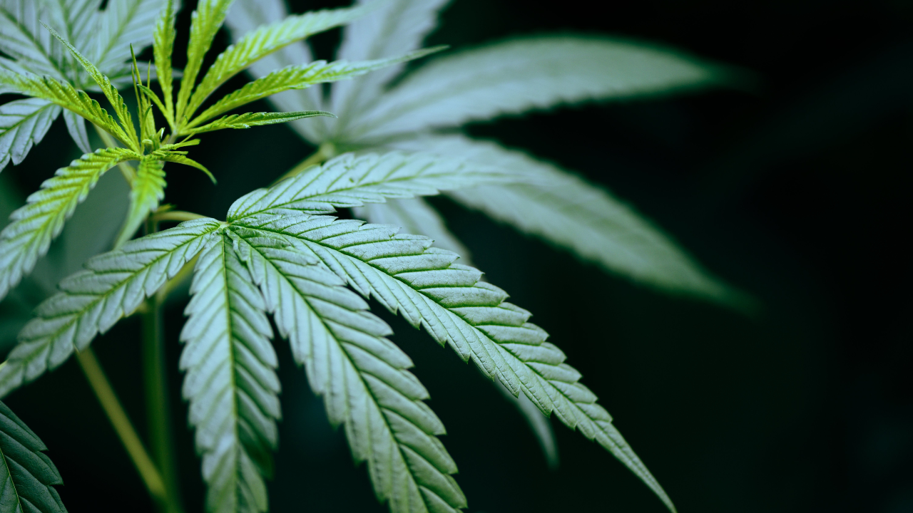 CBD and Ibuprofen
