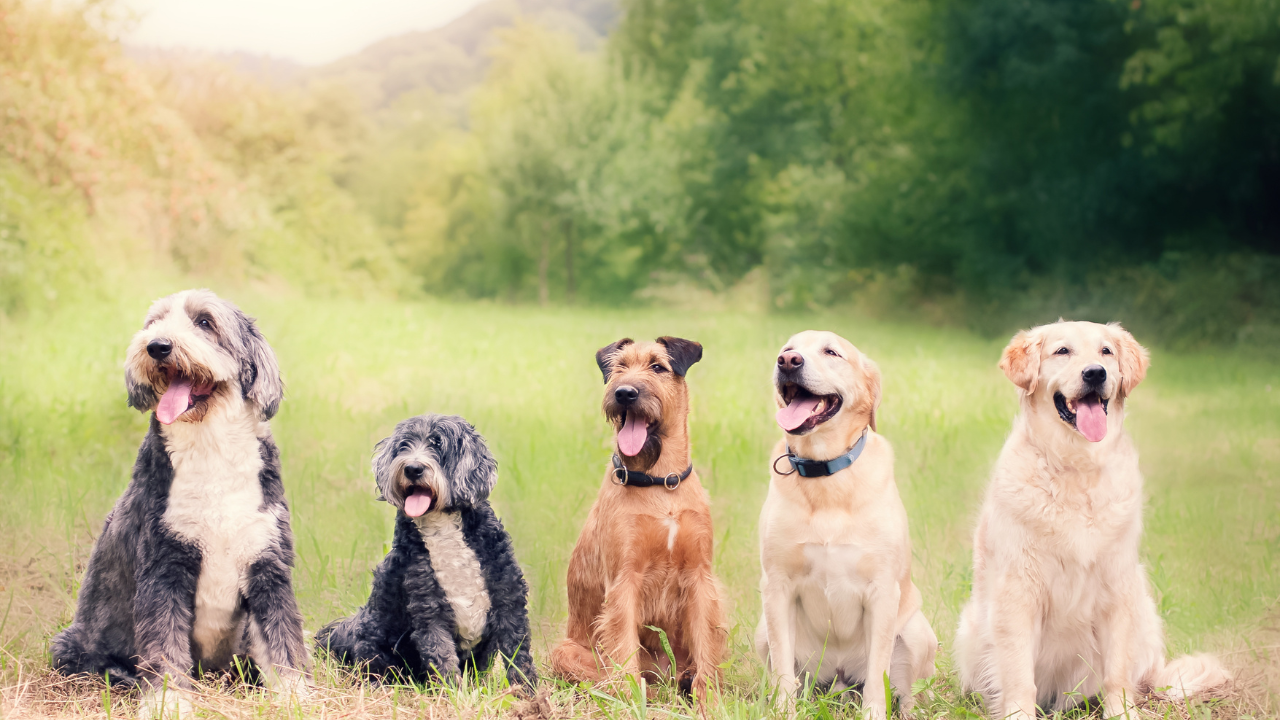 CBD Dosage for Dogs