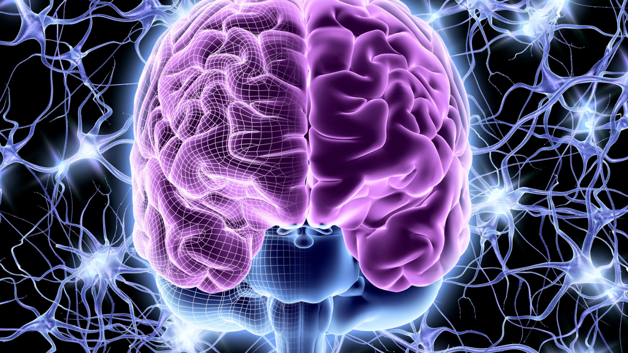 CBD Effects on Brain