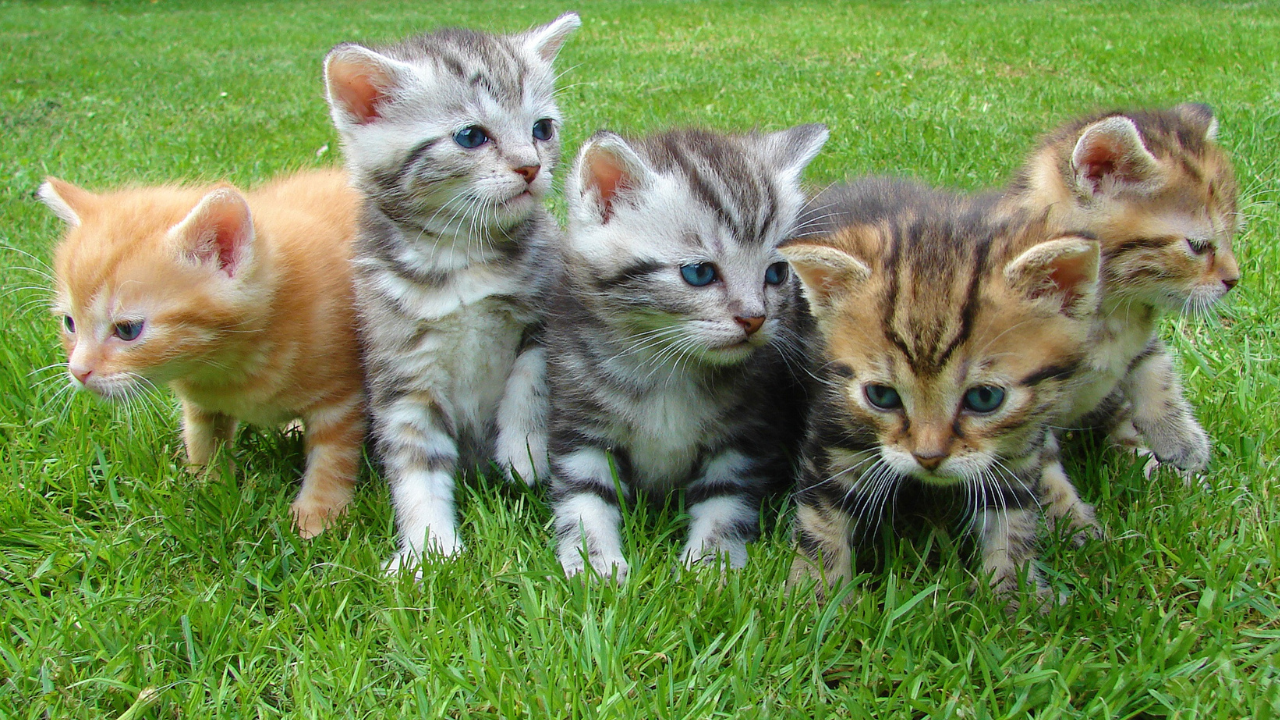 CBD for Cats