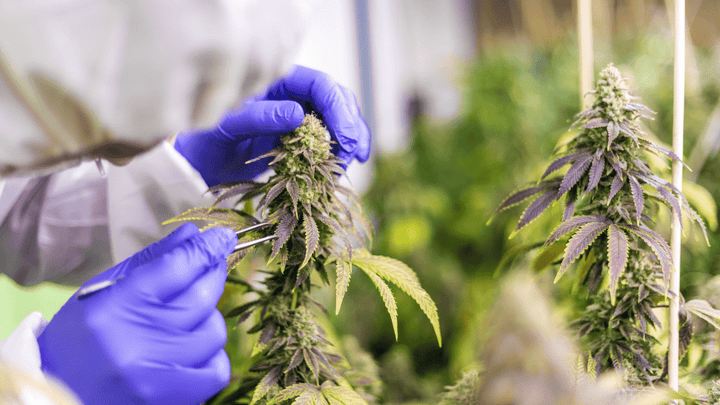 CBD Statistics for 2024