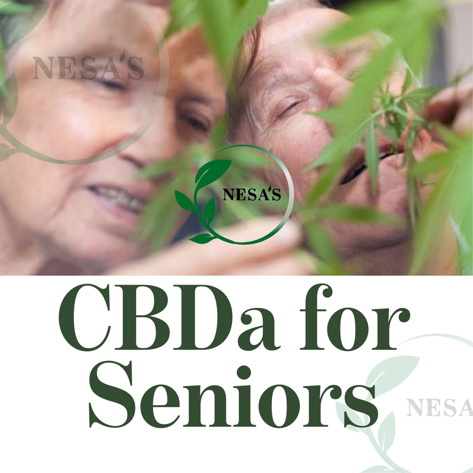 CBDa and Seniors: a Natural Approach to Healthy Aging and Wellness