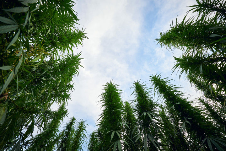 CBDa, CBD, THC, and Drug Tests: What You Need to Know