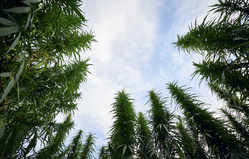 CBDa Is Not a Drug — It's a Natural, Hemp-Derived Compound