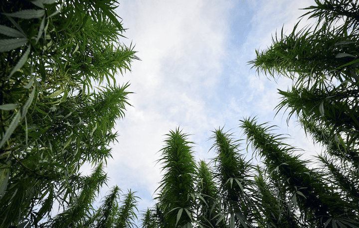 CBDa Is Not a Drug — It's a Natural, Hemp-Derived Compound