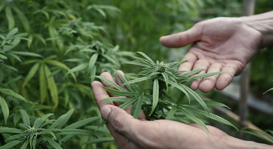 Exploring the Hemp Oil Benefits: Power of Flavonoids, Terpenes, Minor Cannabinoids