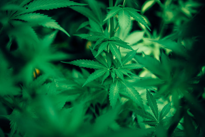 Full Spectrum Hemp Oil