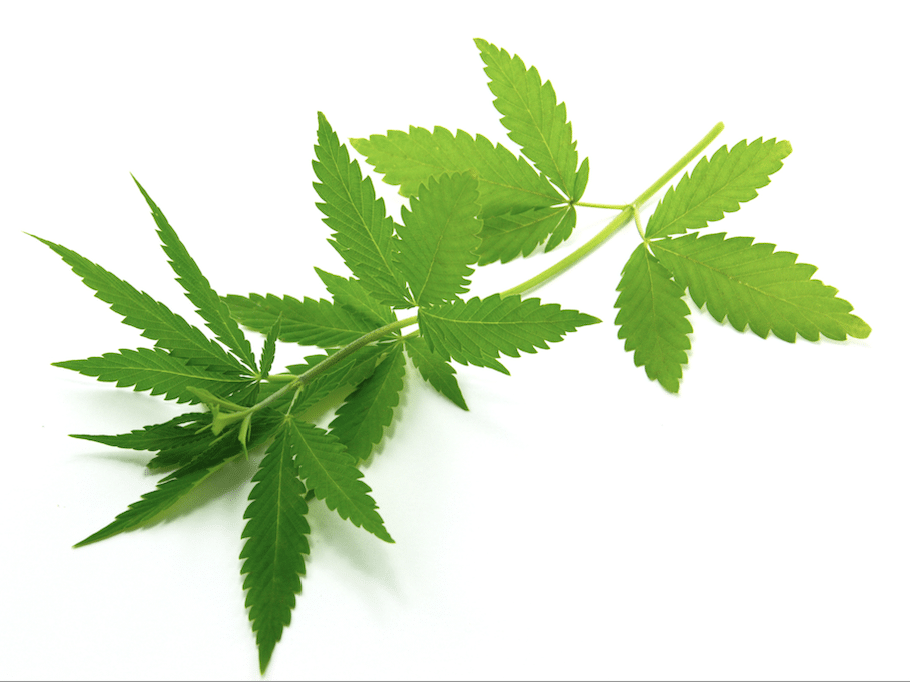Healing Herbs and Holistic Ingredients: Hemp Oil Recipes for a Sustainable Kitchen
