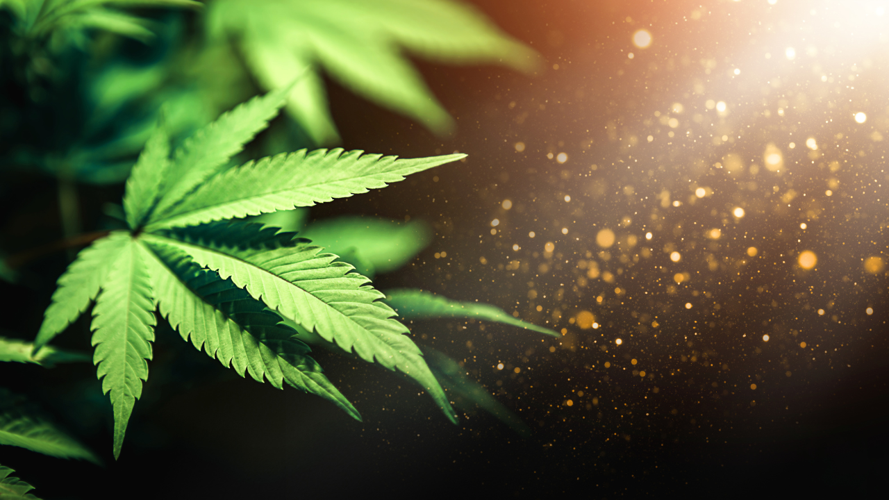 30+ Shocking Marijuana Statistics