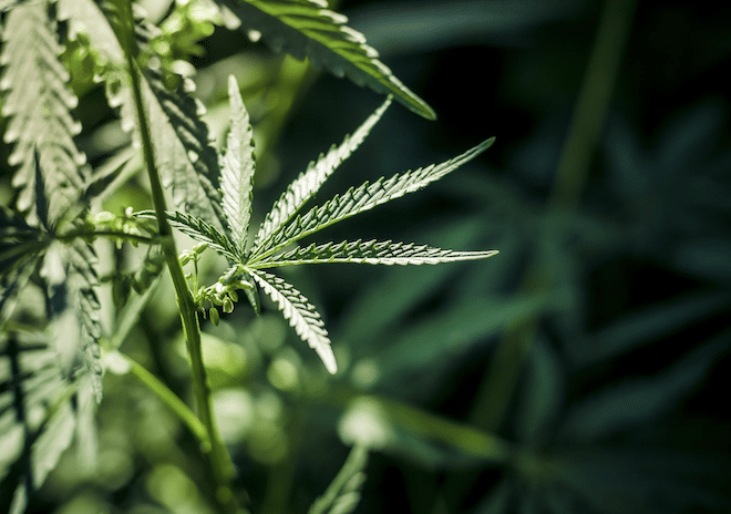 Organic Hemp Extract and the Endocannabinoid System