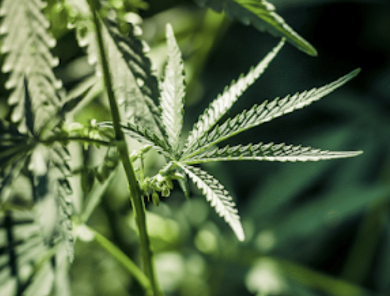 Remarkable History of Hemp Oil Benefits: from Ancient Medicine to Modern Miracle