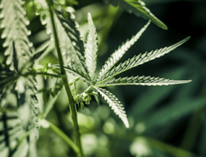 Remarkable History of Hemp Oil Benefits: from Ancient Medicine to Modern Miracle