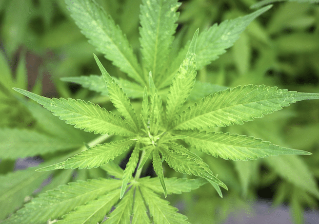 The Critical Differences Between Organic and Certified Organic Hemp Extract
