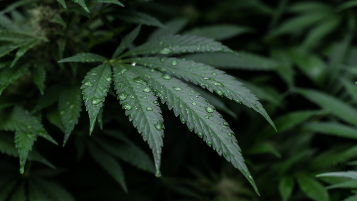 Why Cannabis Affect Everyone Differently