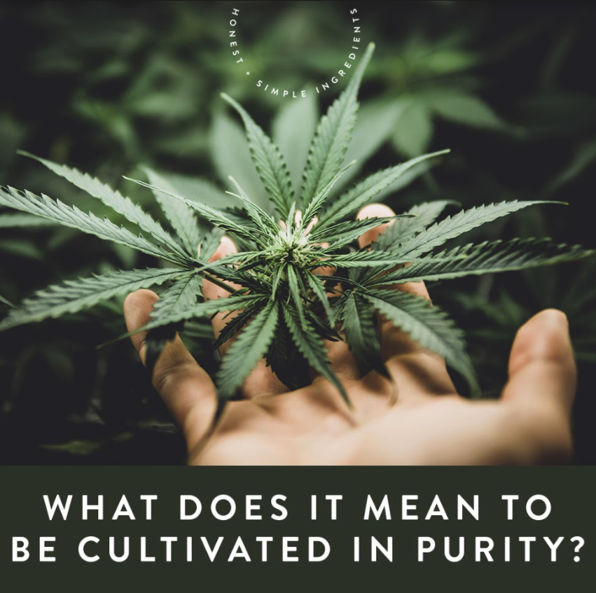 Hemp Cultivated in Purity
